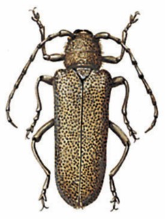 Saperda carcharias
