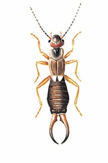 Common earwig (Forficula auricularia)
