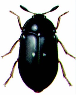 Dermestid (Attagenus pellio)