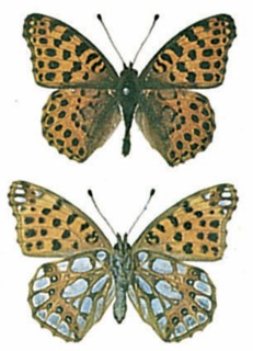 Queen of Spain Fritillary (Issoria lathonia)