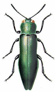 Agrilus viridis