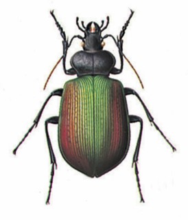 Calosoma sycophanta (ground beetle)
