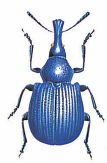 Byctiscus betulae
