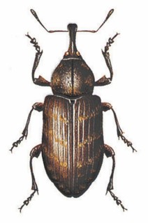 Large pine weevil (Hylobius abietis)