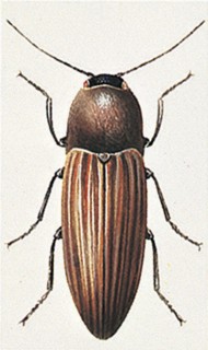 Click beetle (Agriotes lineatus)