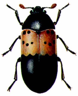 Larder beetle (Dermestes lardarius)