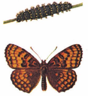 Heath Fritillary (Melitaea athalia)