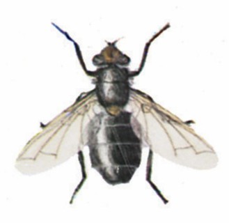 Mouche bleue de la viande (Calliphora erythrocephala)