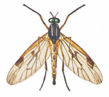 Down-looker fly (Rhagio scolopacea)