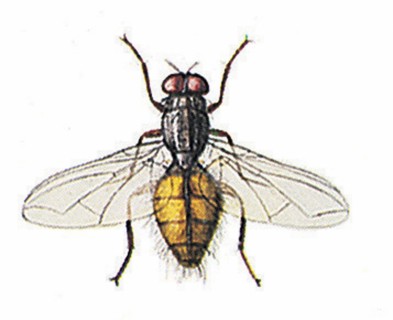 Housefly (Musca domestica)