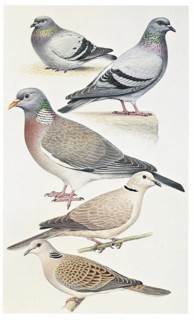 Dfférentes espèces de pigeons (Columba livia)