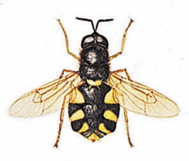 Soliderfly (Stratiomys chamaeleon)
