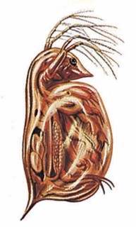 Daphnia, or water flea (Daphnia pulex)
