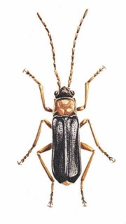 Pygidia denticollis
