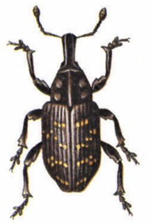 Large pine weevil (Hylobius abietis)