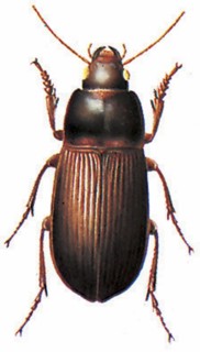 Corn ground beetle, or cereal ground beetle ; (Zabrus tenebrioides)