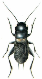 Field cricket (Gryllus campestris)