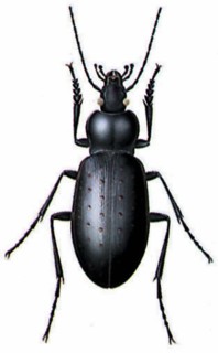 Carabus hortensis