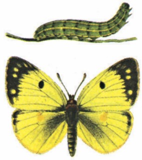 Pale Clouded Yellow (Colias hyale)