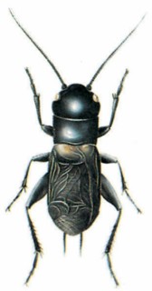 Field cricket (Gryllus campestris)