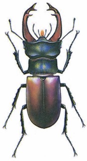 Stagbeetle (Lucanus cervus)