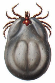 Tick (Ixodes ricinus)
