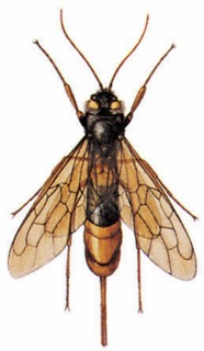 Giant horntail or giant wood wasp (Uroceras gigas)