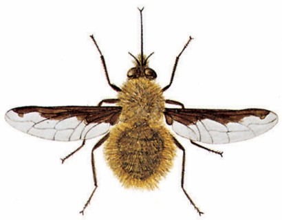 Greater bee fly (Bombylius major)