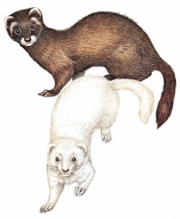 Polecat (on top) and ferret (below)
