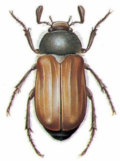 Summer chafer (Amphimallon solstitiale)