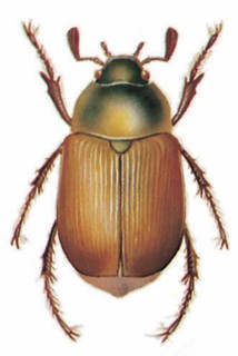 Chafer (Anomala dubia, Scarabaeus)