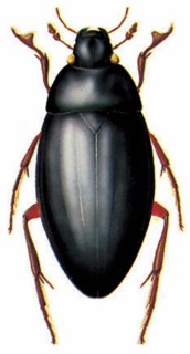 Great Silver Beetle (Hydrous piceus)