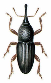 Calandra granaria