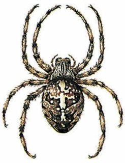 Cross spider (Aranea diadema)