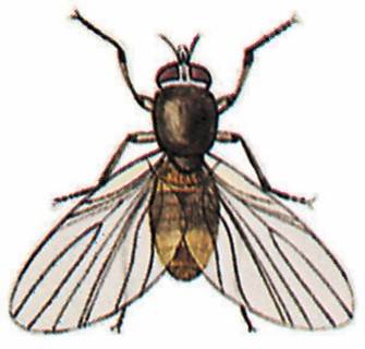 Black fly (diptera)