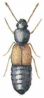 Rove beetle (family: Staphylinidae, genus: Bledius)