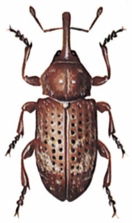 Banded pine weevil (Pissodes pini)