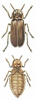 Lightningbugs (Lampyridae)