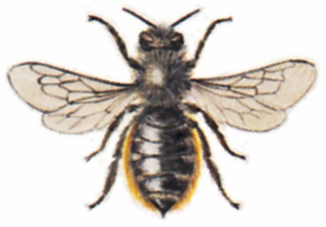 Red Mason Bee (Osmia rufa)
