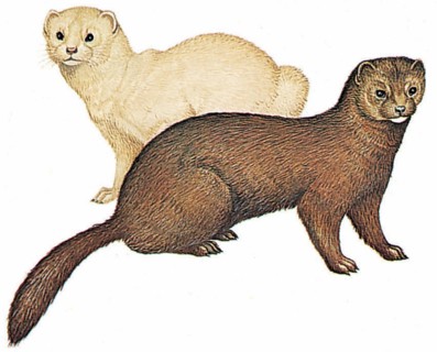 Au premier plan : vison d'Europe (Mustela lutreola),
à l'arrière plan : vison d'Amérique (Mustela vison)