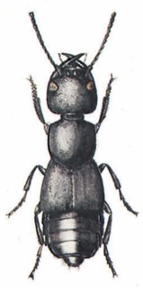 Lathridius