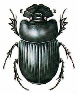 Copris lunaris