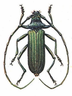 Aromia moschata