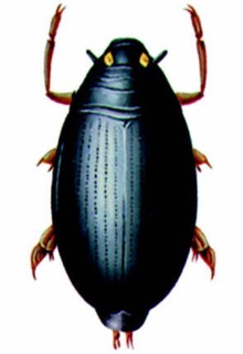 Aquatic coleoptera