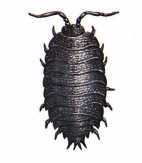 Woodlouse