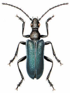 Gaurotes virginea