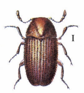 Drugstore beetle (Stegobium paniceum)
