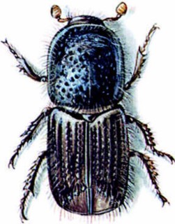 Bark beetle