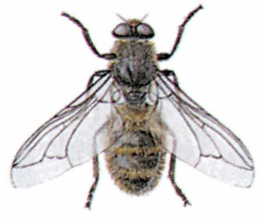 Hypoderma bovis