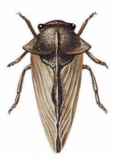 Centrotus cornutus